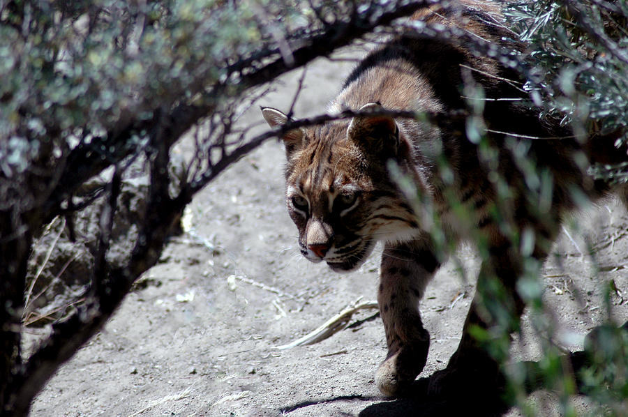 Desert Bob Cat Photograph by LeeAnn McLaneGoetz McLaneGoetzStudioLLCcom