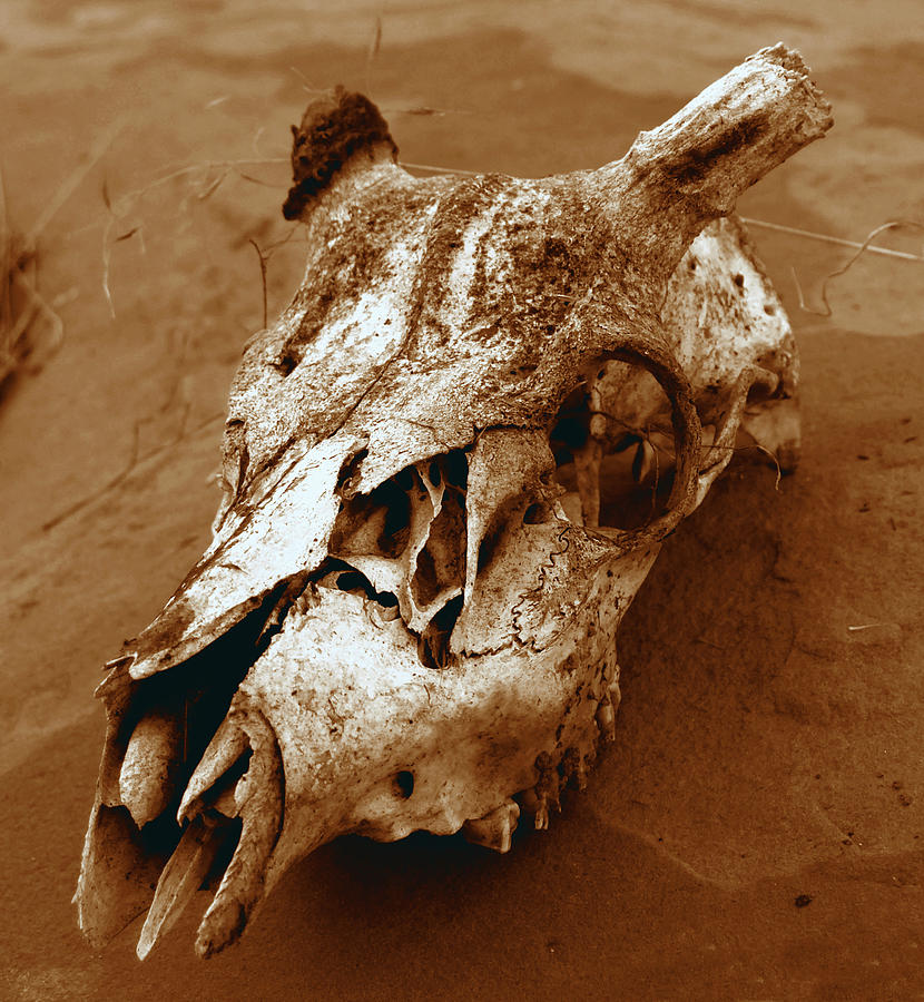 Desert bones Photograph by David Lee Thompson