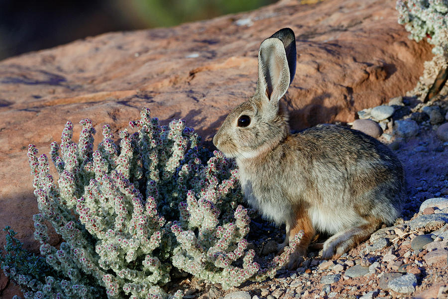 Desert Bunny Photograph by Kathleen Bishop