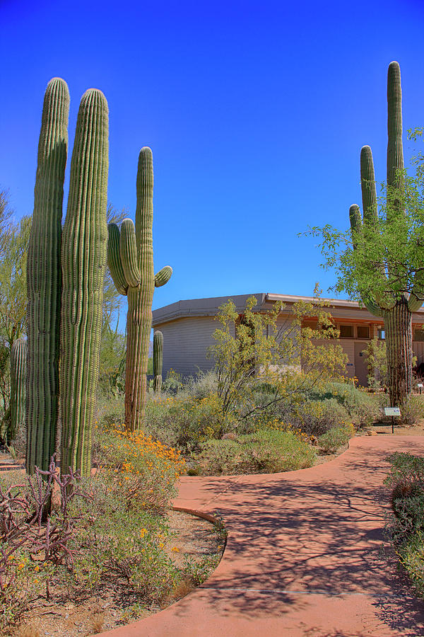 Desert Cacti Photograph by Chris Smith
