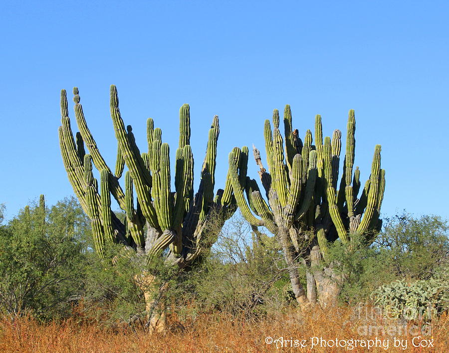 Desert Photograph - Desert Cacti in Cabo Pulmo Mexico by Charlene Cox