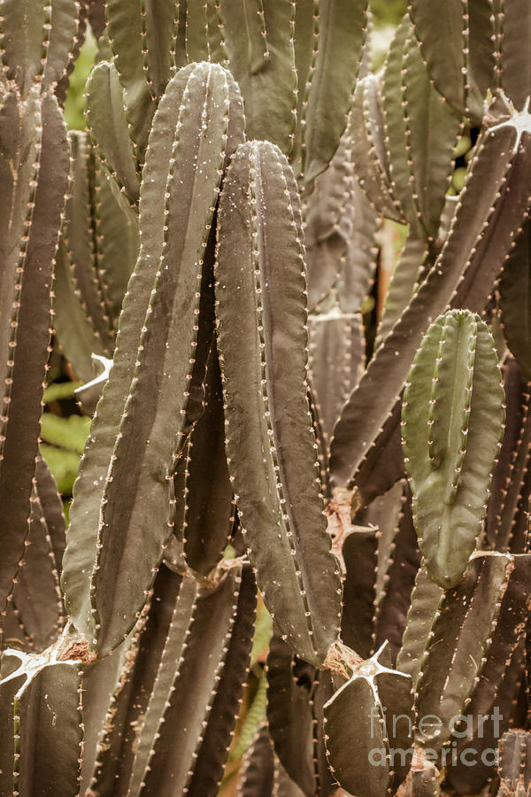 Desert Photograph - Desert Cacti Succulents by Lucid Mood