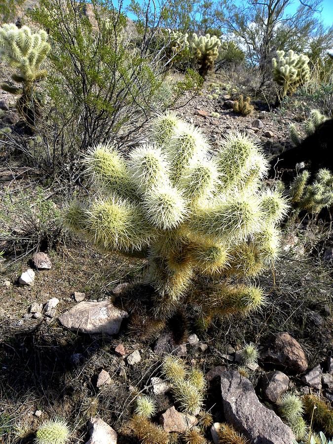 Landscape Photograph - Desert Cactus 1 by Patricia Bigelow