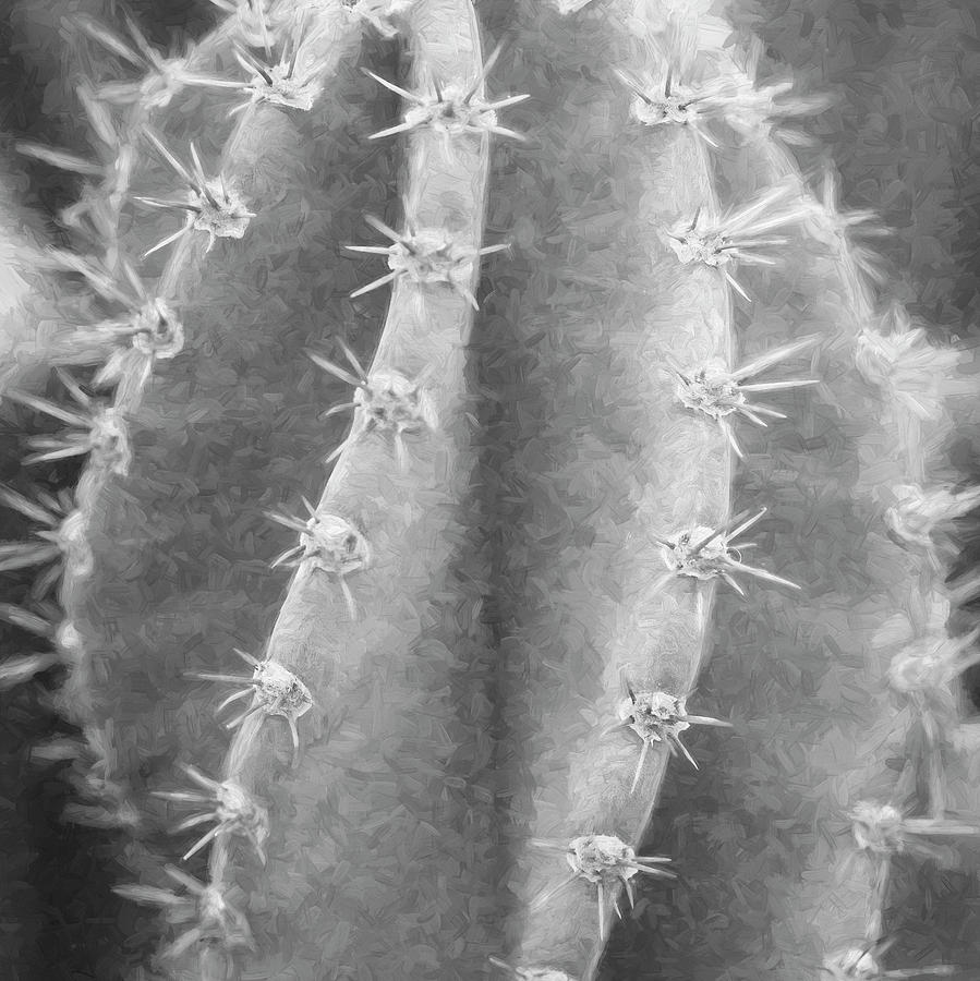 Desert Cactus and Succulents 029 Photograph by Rich Franco