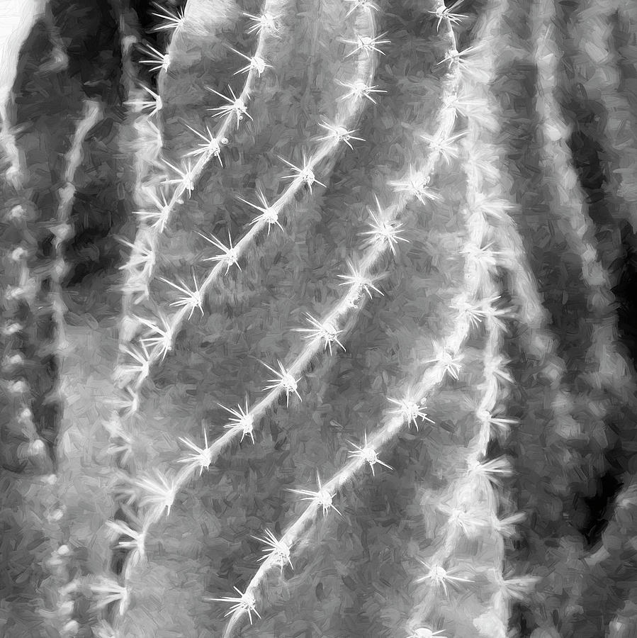 Desert Cactus and Succulents 037 Photograph by Rich Franco