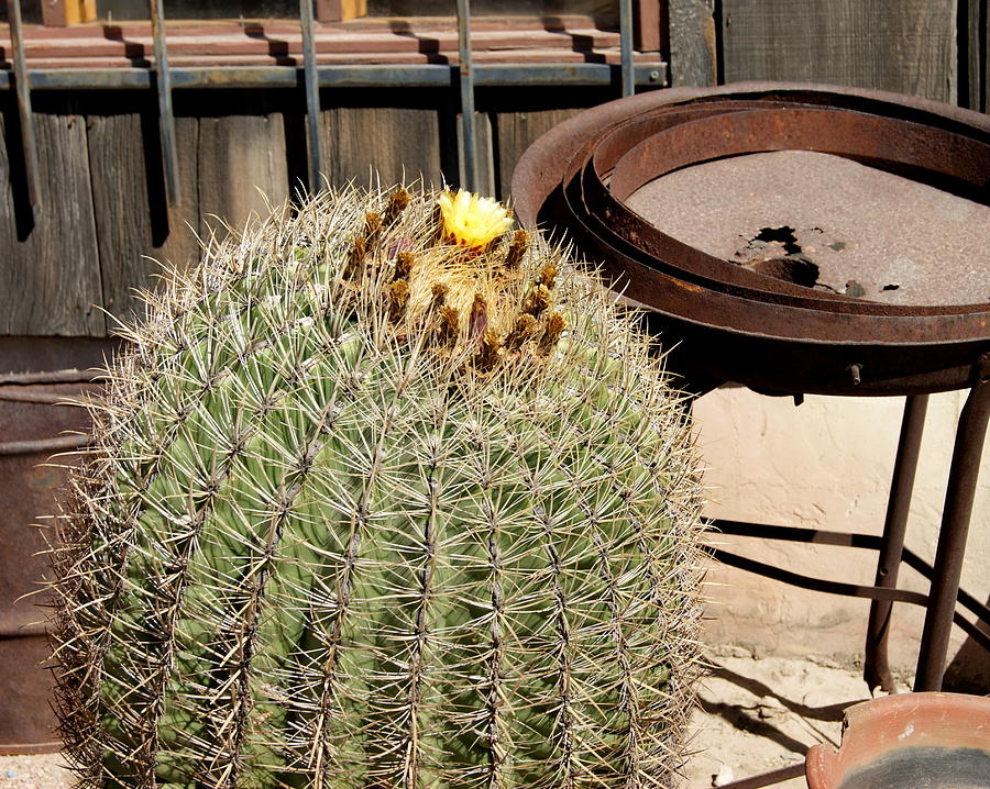 Desert Cactus Photograph by Beth Collins