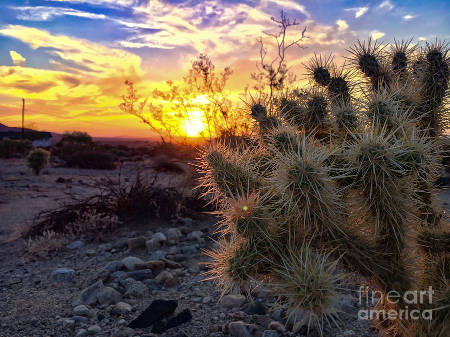 Desert Cactus Photograph by Chris Tarpening