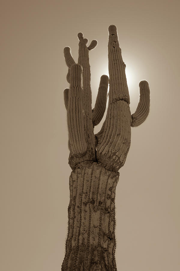Desert cactus Photograph by Darrell Foster