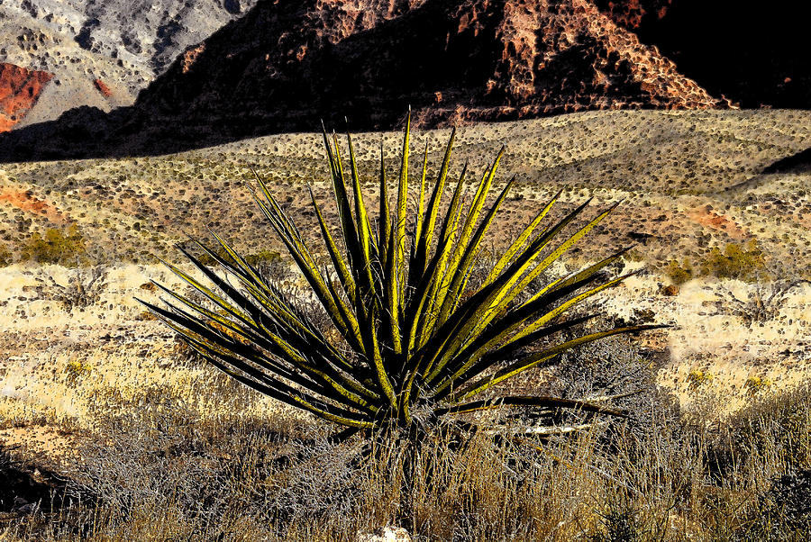 Desert cactus Painting by David Lee Thompson