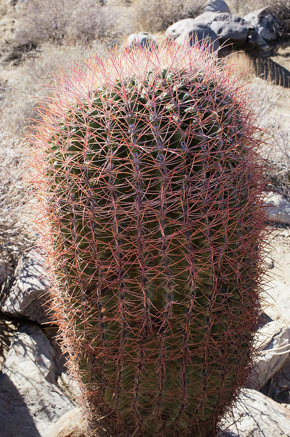 Desert Cactus II Photograph by Frank DiMarco