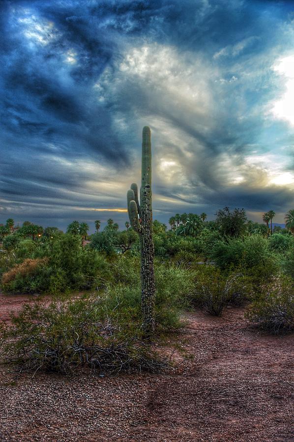 Desert Cactus Photograph by Joseph Caban