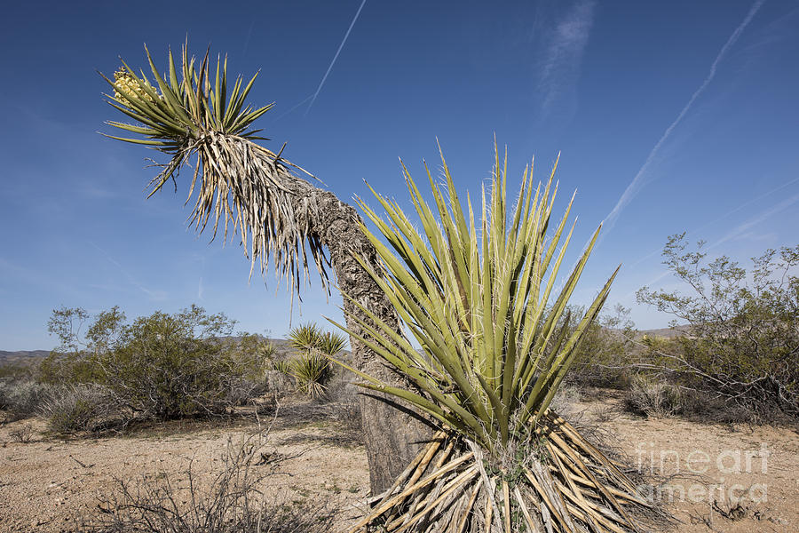 Desert Cactus Photograph by Juli Scalzi