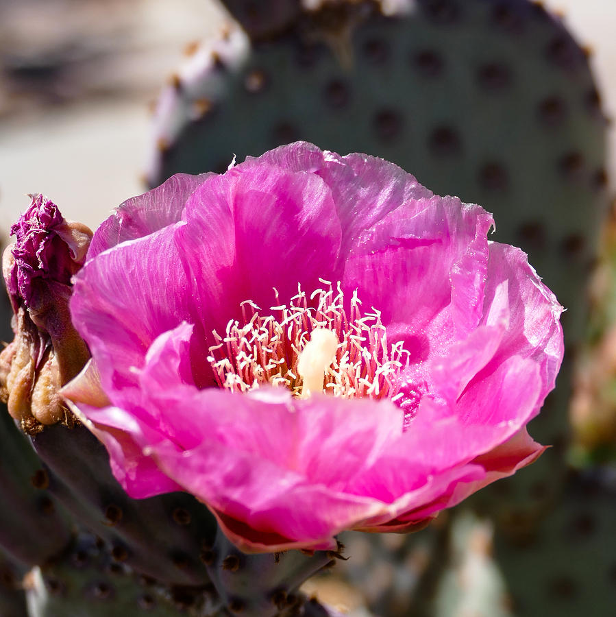 Desert Cactus Photograph by Laurel Powell