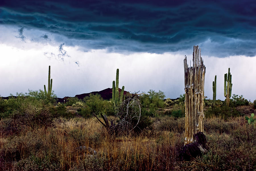Desert Cactus Storms at the Superstitions Mountains Photograph by Dave Dilli