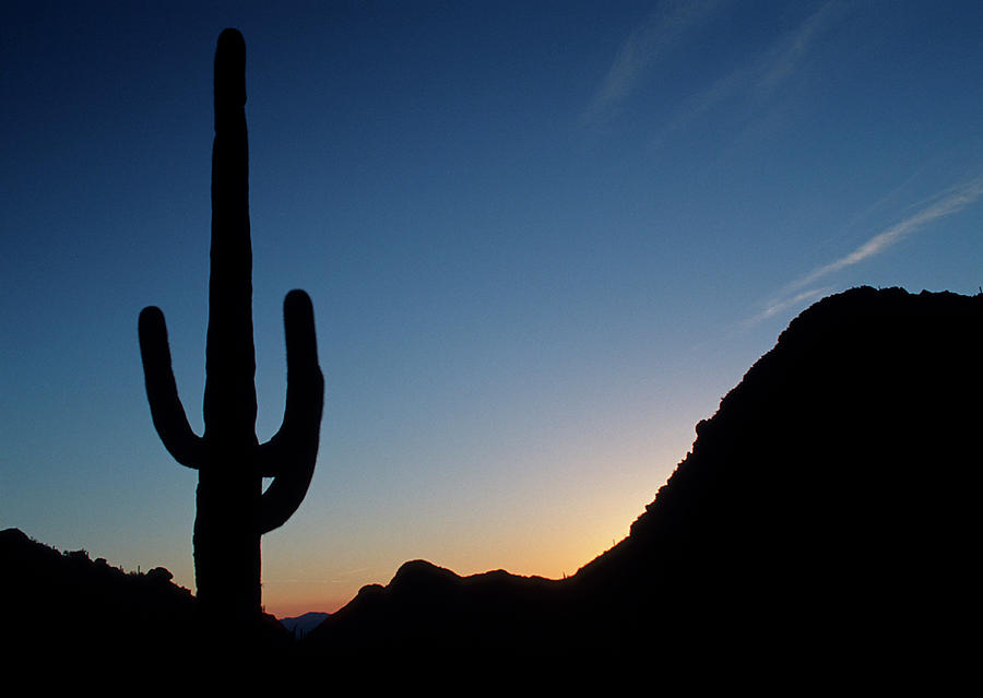Desert cactus Sunrise Photograph by Ted Keller