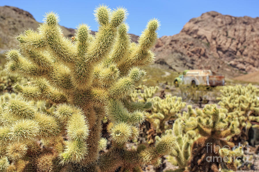 Nature Photograph - Desert Cactus Teddy Bear Cholla Eldorado Canyon Nevada by Edward Fielding