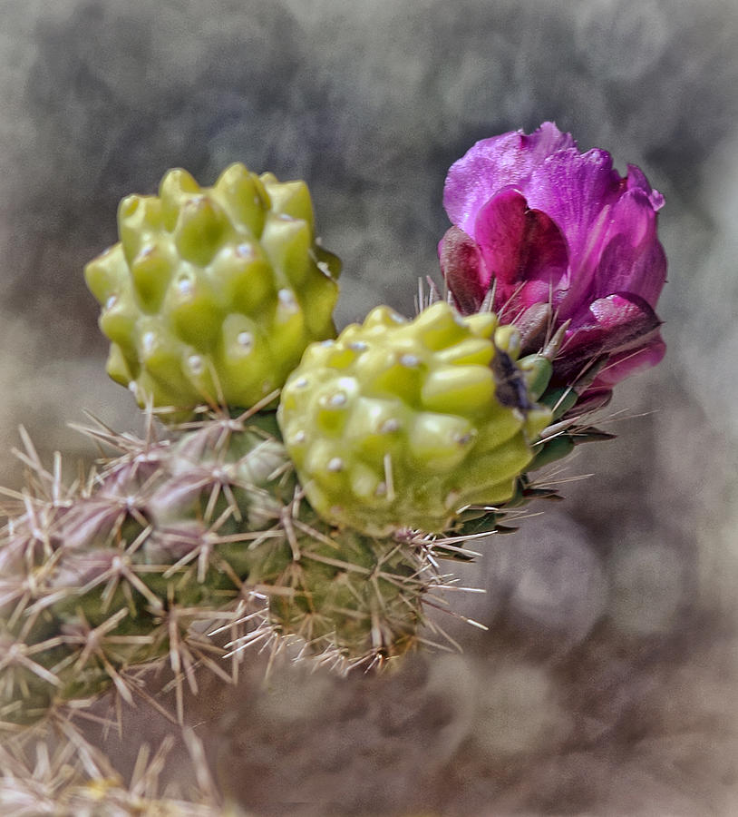 Desert Colors Photograph by Elaine Malott
