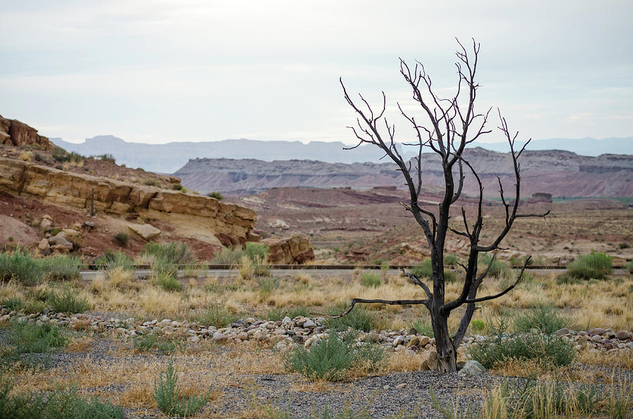 Desert Colors Photograph by Margaret Pitcher