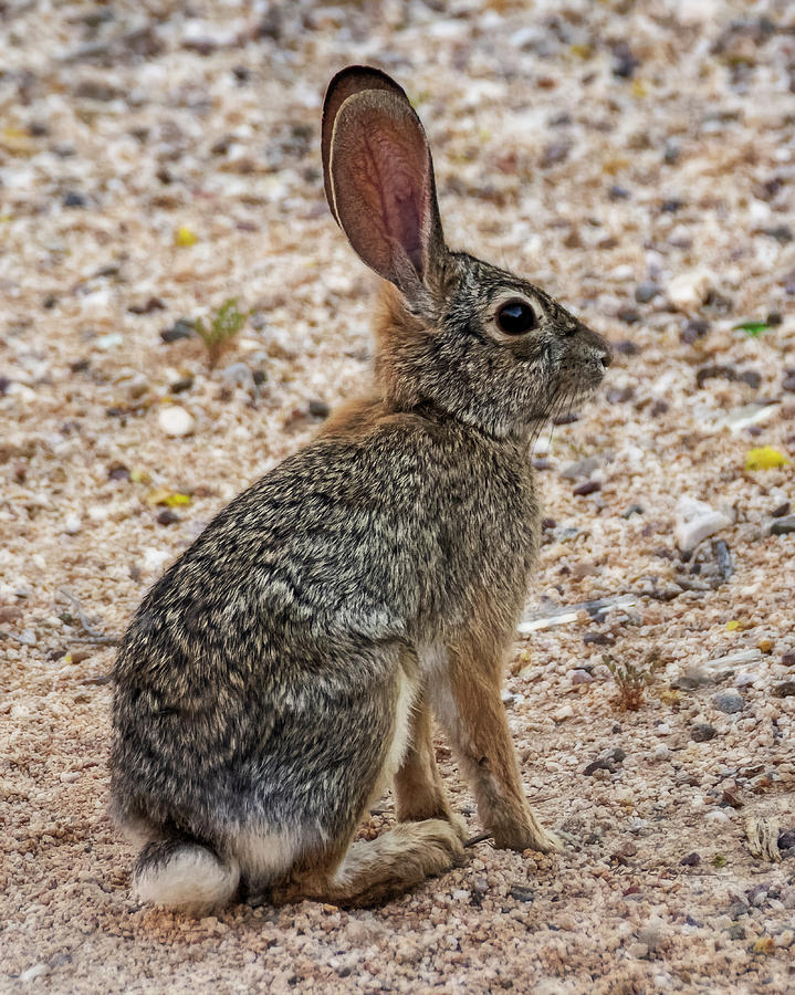 Desert Cottontail 1822 Photograph by Mark Myhaver