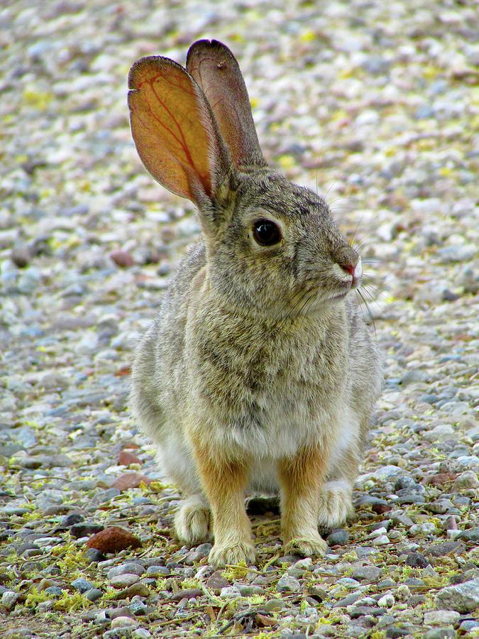 Desert Cottontail Photograph by Brenda Pressnall - Fine Art America