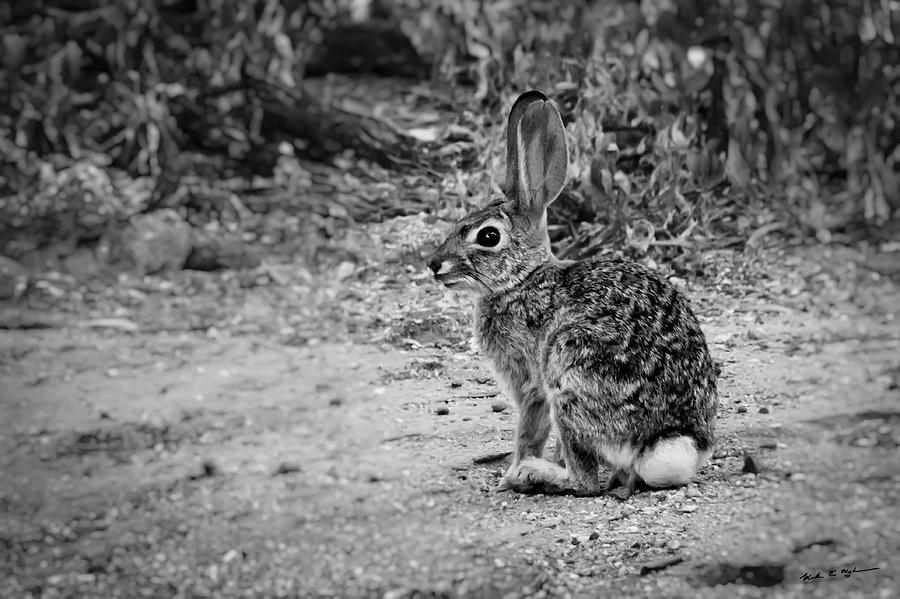 Desert Cottontail bw Photograph by Mark Myhaver