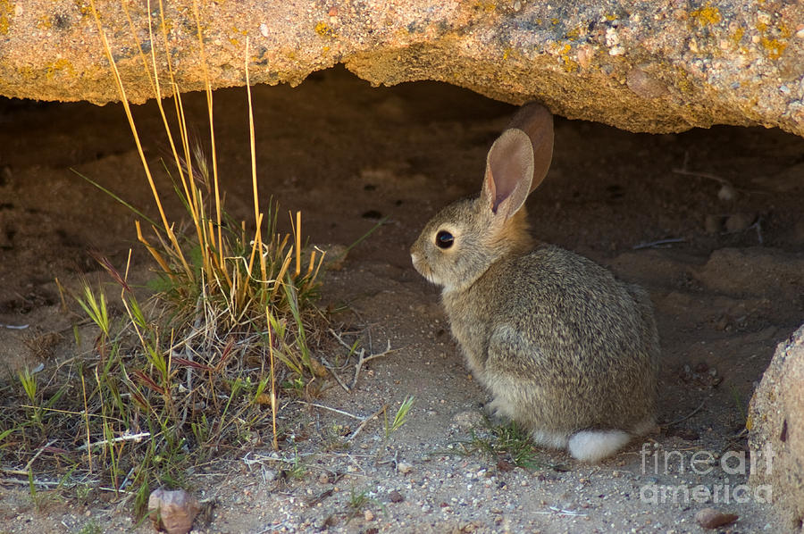 Rabbit Photograph - Desert Cottontail by Dan Suzio