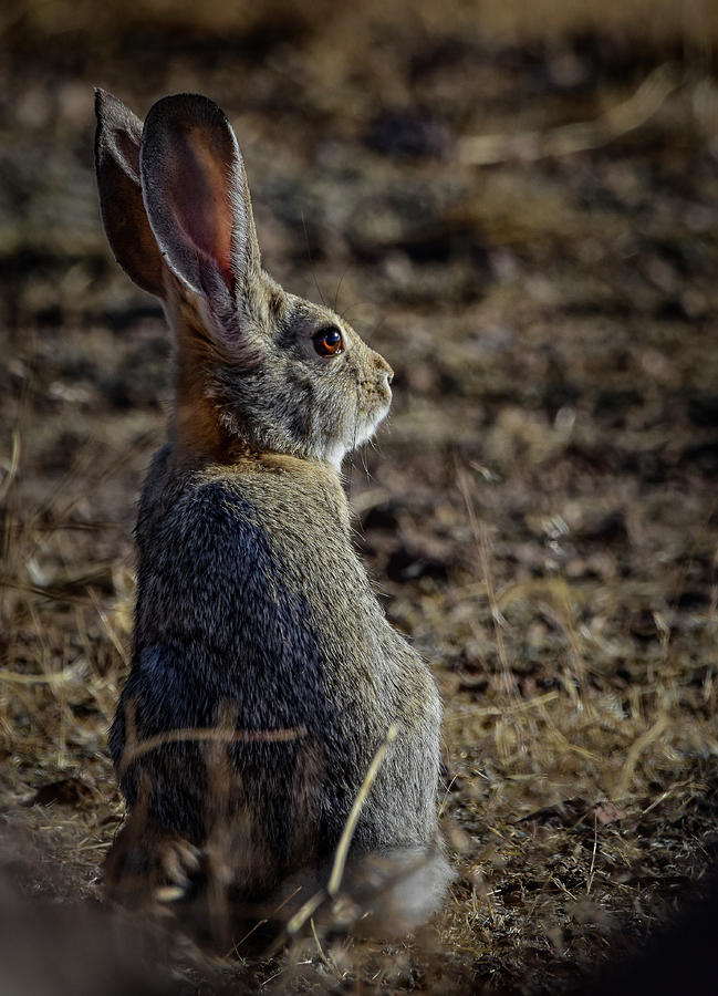 Desert Cottontail Photograph by Rick Mosher