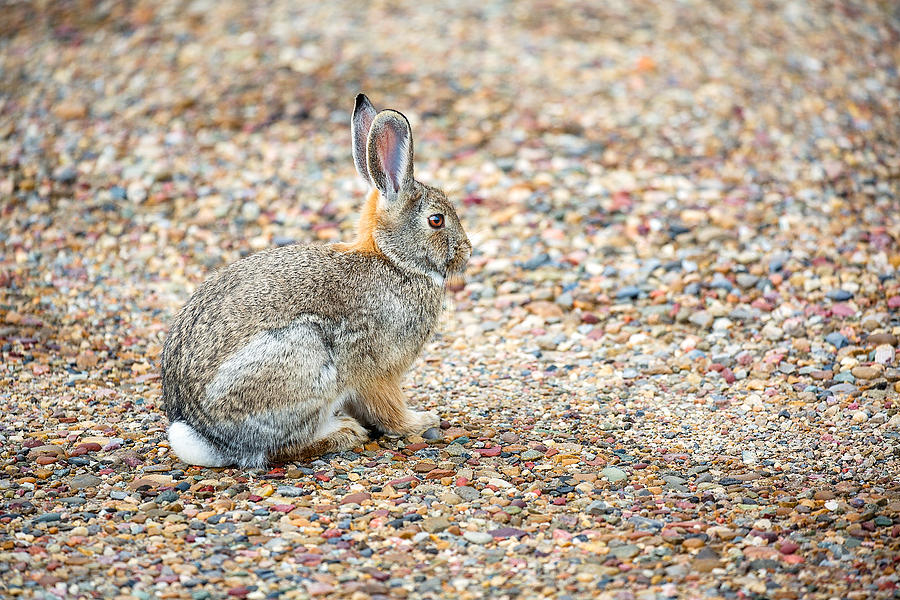 Desert Cottontail Photograph by Todd Klassy