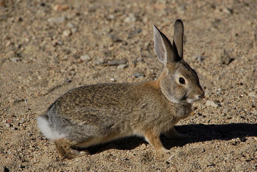 Desert Cottontail Photograph by Tommy Dodson | Fine Art America