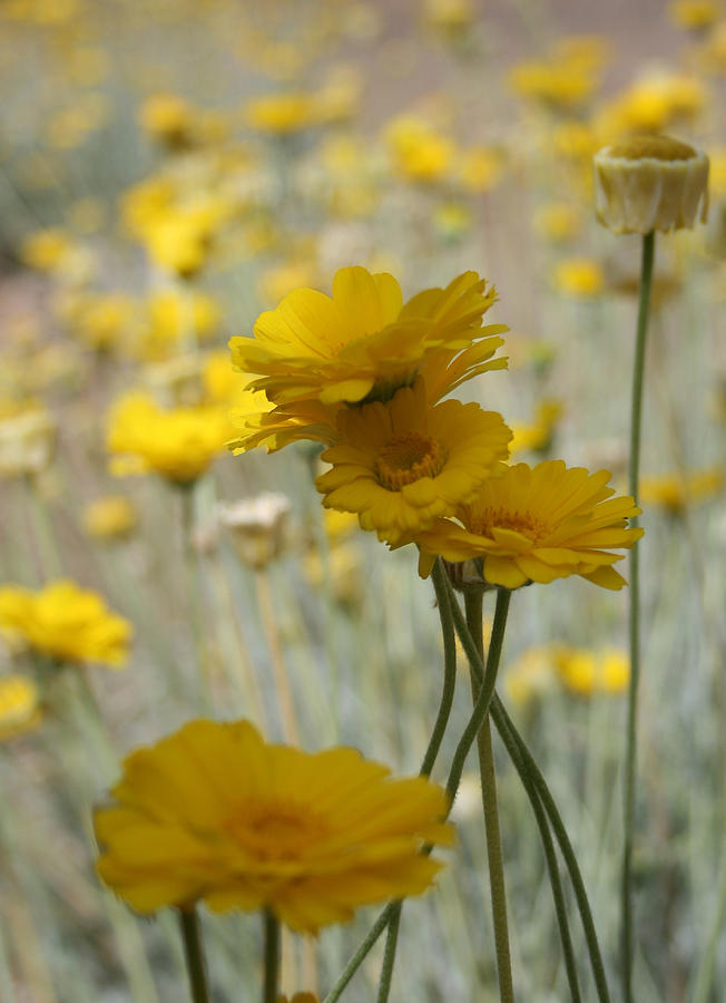 Desert Daisies Photograph by Marna Edwards Flavell