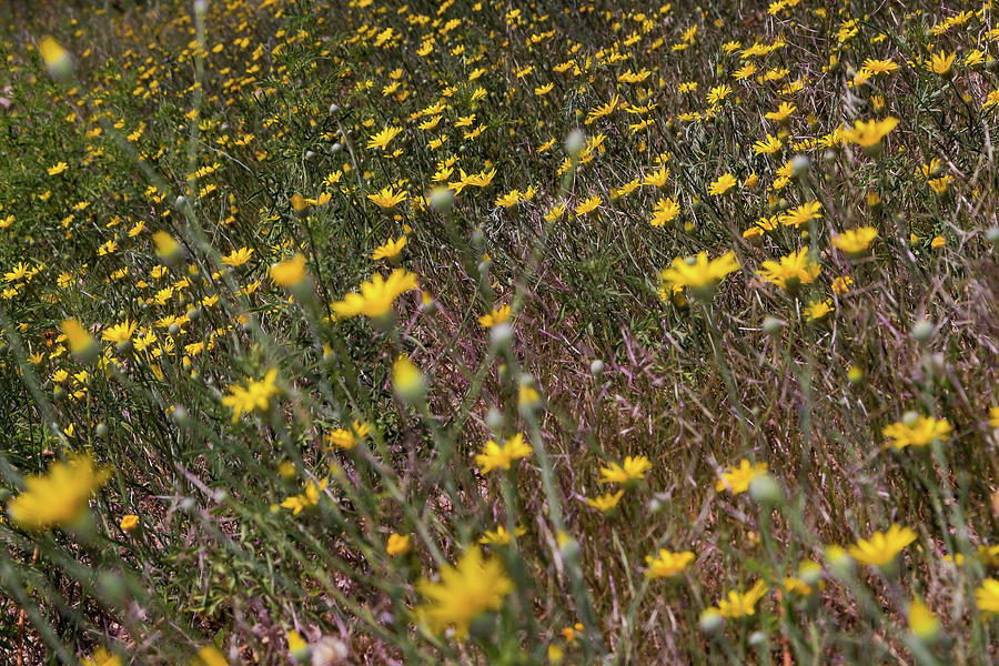 Desert Daisy Photograph by Sergio Casares | Fine Art America