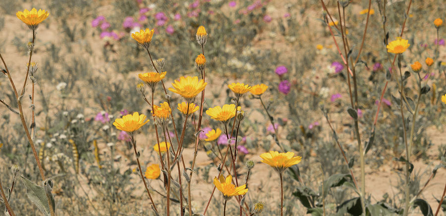 Desert Daisy Photograph by Michael Hope