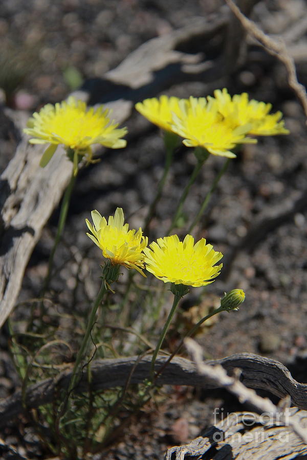 Desert Dandelion Photograph by Suzanne Oesterling