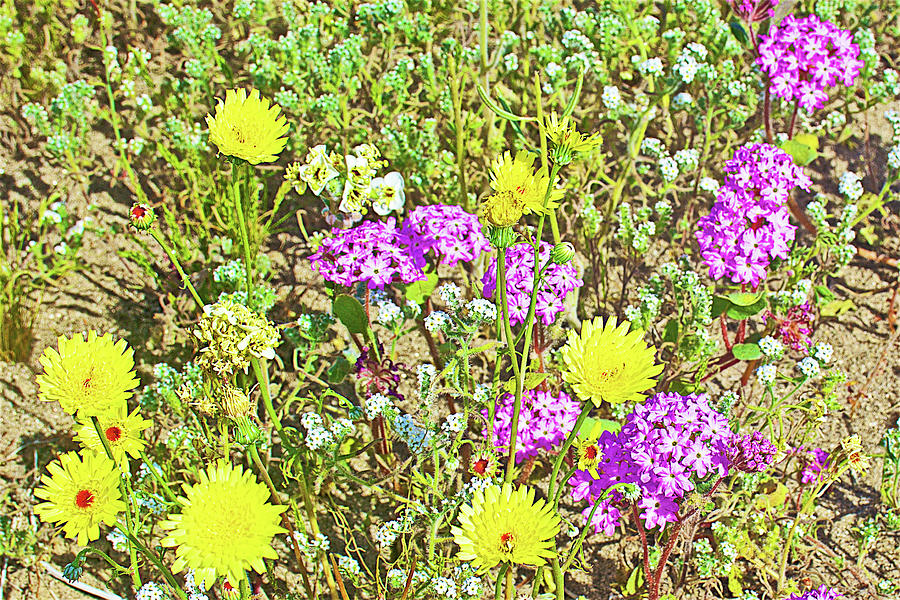 Desert Dandelions, Brown-eyed Evening Primrose, Desert Sand Verben And 