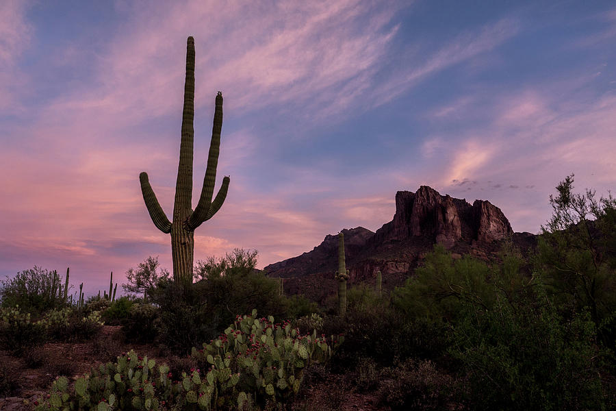 Desert Dawn Photograph by Eugene Thieszen