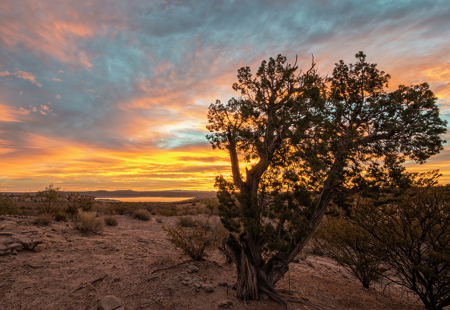 Desert Dawn Photograph by Loree Johnson