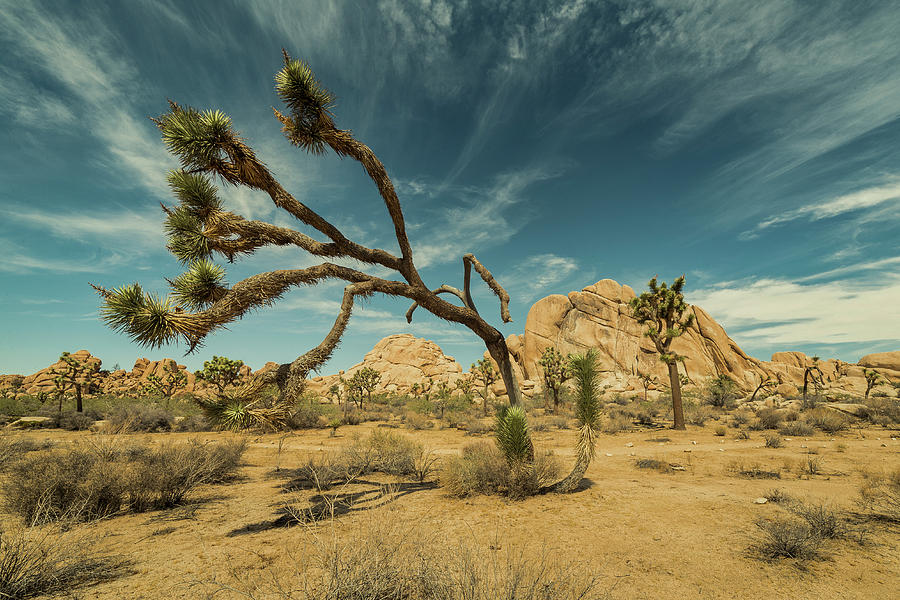 Desert Days Photograph