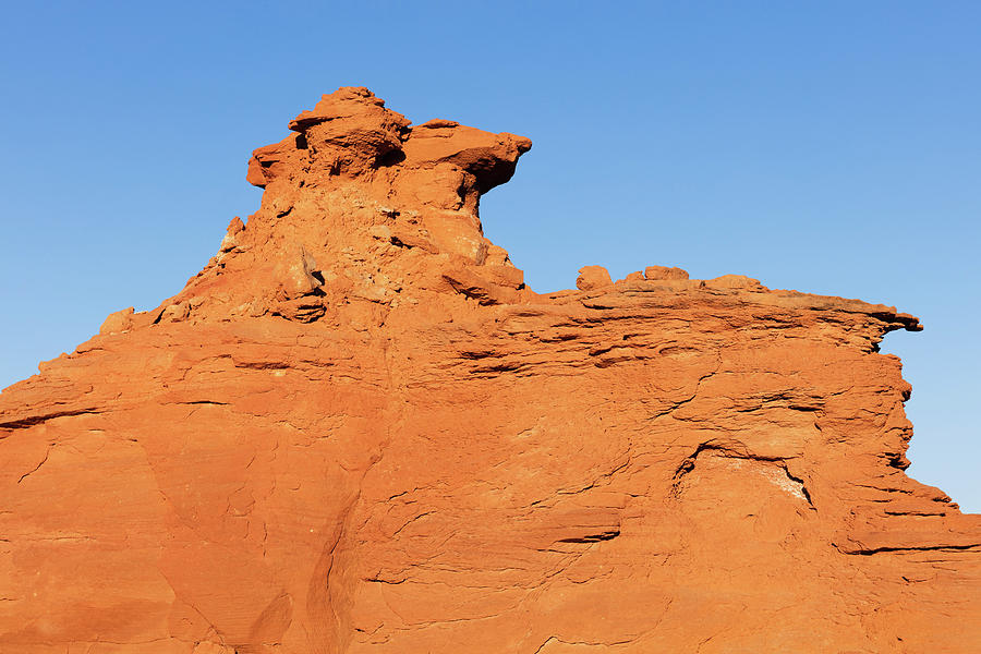 Nature Photograph - Desert Dog by Tom Daniel