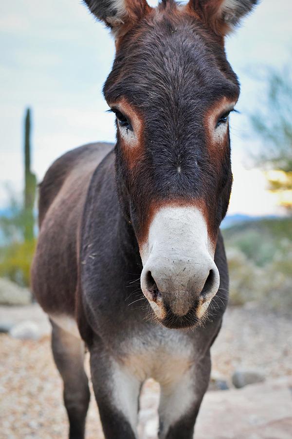 Desert Donkey Photograph by Mark Mitchell