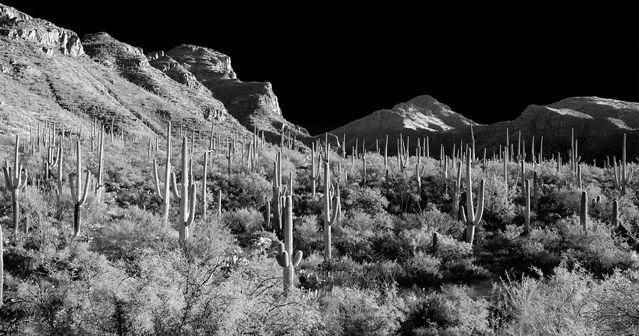 Desert Dream Photograph by Scott Rackers