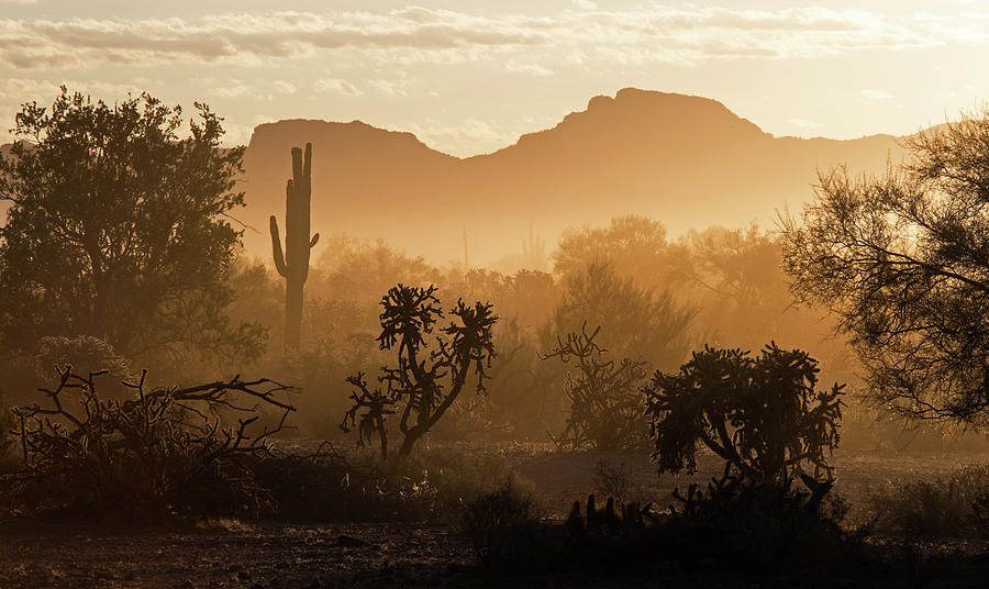 Desert Dust Photograph by Sue Cullumber