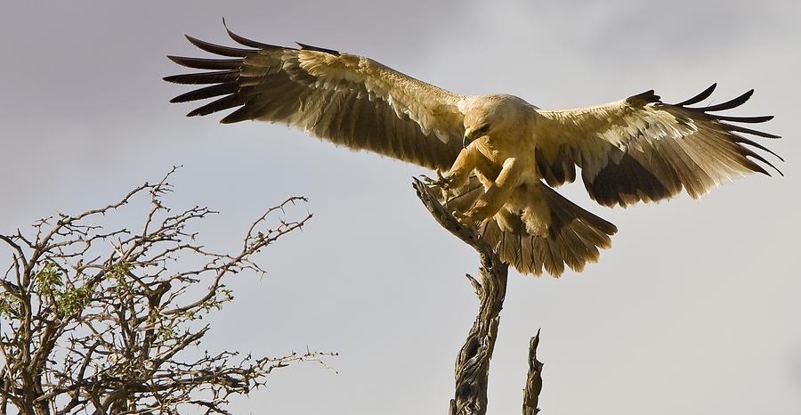 desert safari eagle