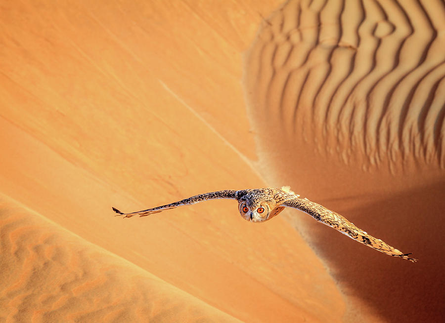 Desert Eagle Owl Photograph by Alexey Stiop