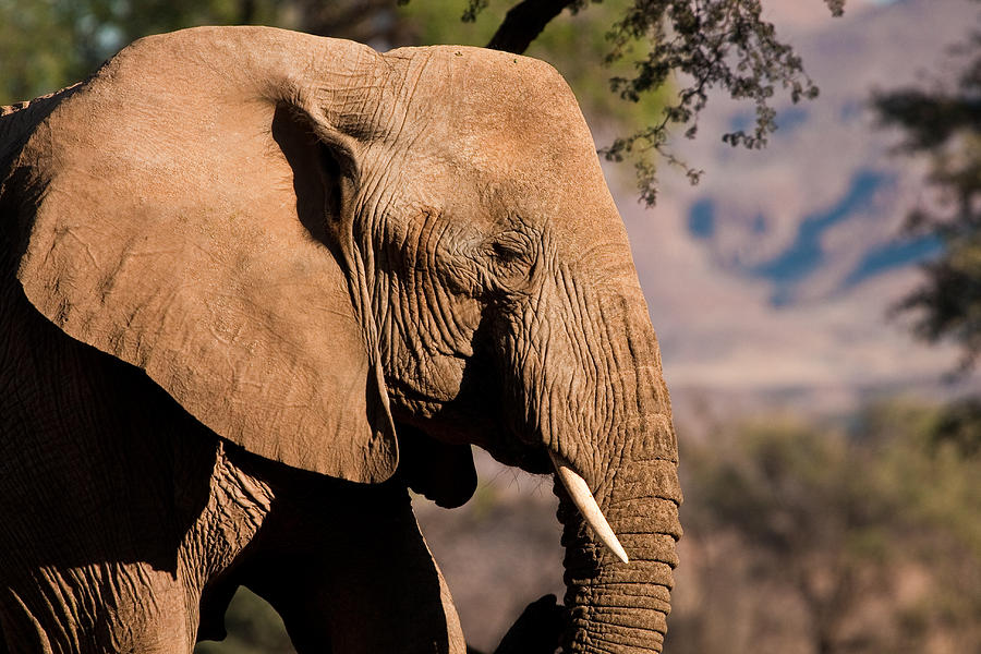 Desert elephant profile Photograph by Sylvia J Zarco