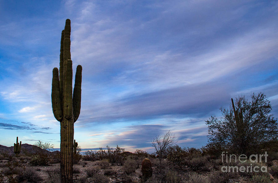 Desert Evening Photograph by Amy Sorvillo