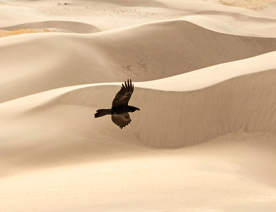 Desert Flight Photograph by Nicholas Blackwell