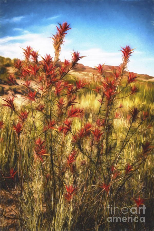 Desert Flora  ... Photograph by Chuck Caramella