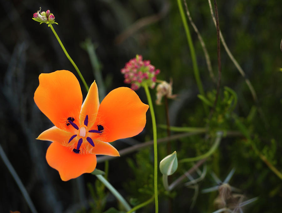Desert Flower 3 Photograph by Penny Lisowski