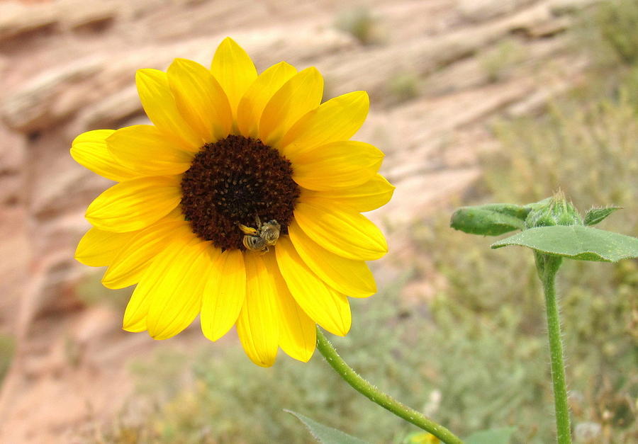 Desert Flower and Honey Bee Photograph by Adrienne Wilson