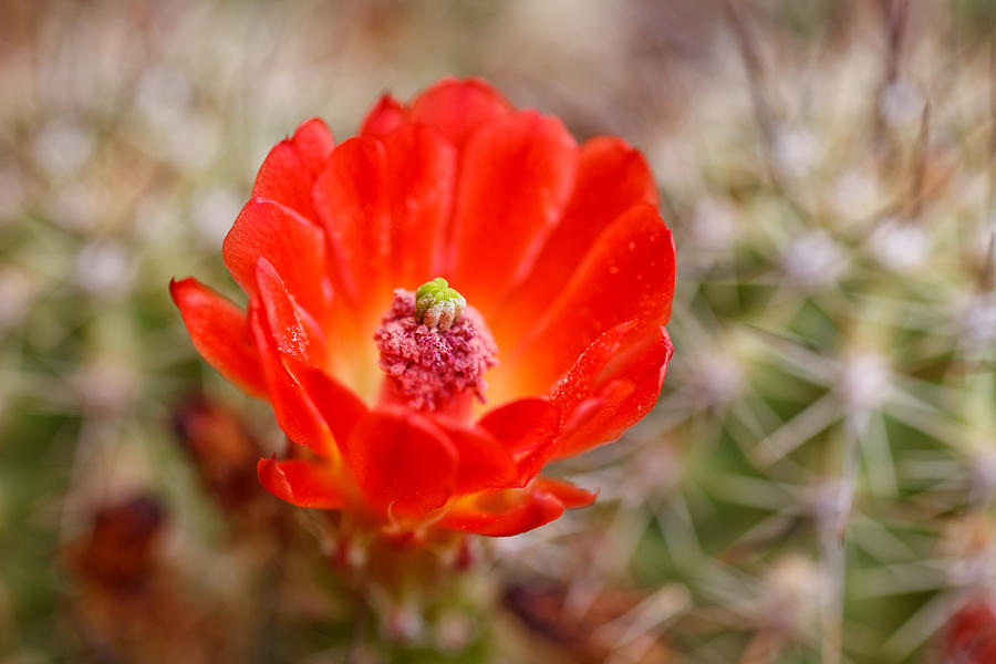 Desert Flower - Claret Cup Photograph by Del Duncan